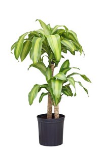 blog_7.21_Plant_and_Flower_Info_Dracaena.png
